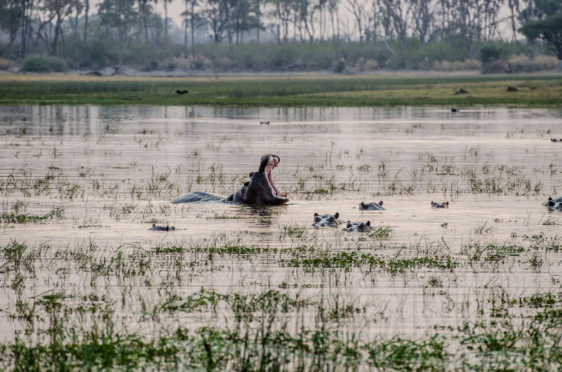 hippopotamus on the water pond